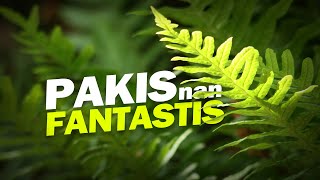 Pakis yang Fantastis dan Berpotensi Bisnis #AlamSemenit