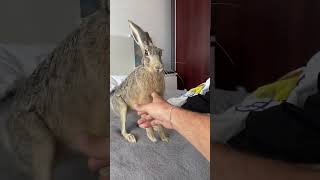 You’ve Heard of Pet Rabbits… But a Hare? 😳🐇