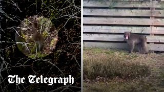video: Watch: Escaped Highland monkey spotted by drone in woodland