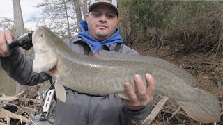 Catching Big BOWFIN WIth Live Bait