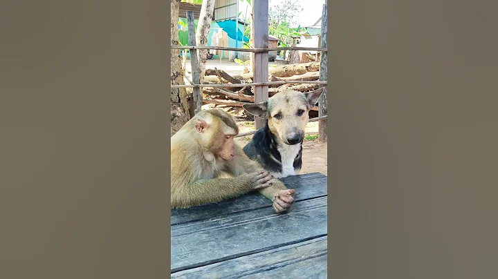 Great video Super SokYaa Very Adorable & Harmony Animals Around The World #shorts