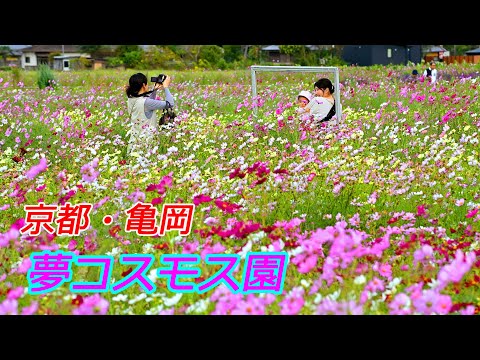 京都府亀岡市の「夢コスモス園」(2024年10月18日 京都府亀岡市)
