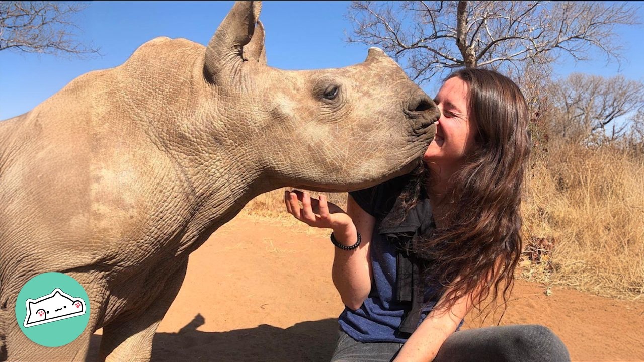 Baby Rhinos Run Up To Girl For Kisses And Belly Rubs | Cuddle Buddies
