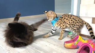 HAND-TO-HAND COMBAT OF SERVAL AND MAINE COON / Mickey meets cats