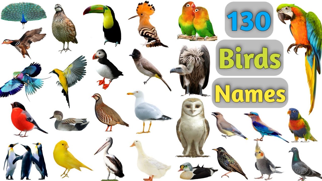 Birds Vocabulary ll 130 Birds Name In English With Pictures ll ...