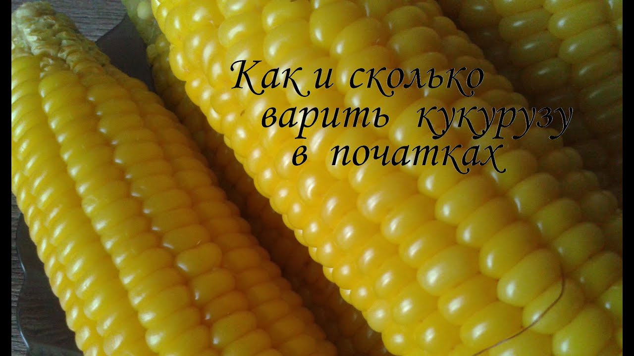 Как можно приготовить молодую кукурузу и сколько по времени ее нужно варить Как можно приготовить молодую кукурузу и сколько по времени ее нужно варить
