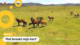 Duizenden wilde paarden worden afgeschoten