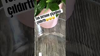 Tek Birtane Çiçeğimi Çıldırttı Inanamadım Ayrıntılı Videosu Kımda Çe