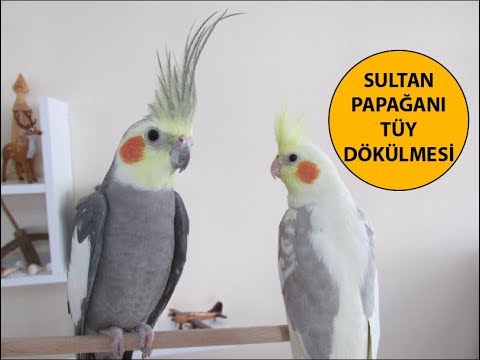 Video: Papağanlar Neden Tüy Döker