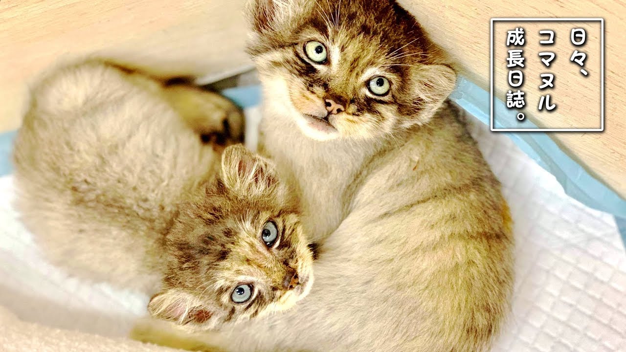 もふもふ猫のマヌルネコ 日本の動物園でもぬいぐるみのようにかわいい姿を見られる Fundo