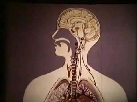 Причины острой дыхательной недостаточности © Acute respiratory failure