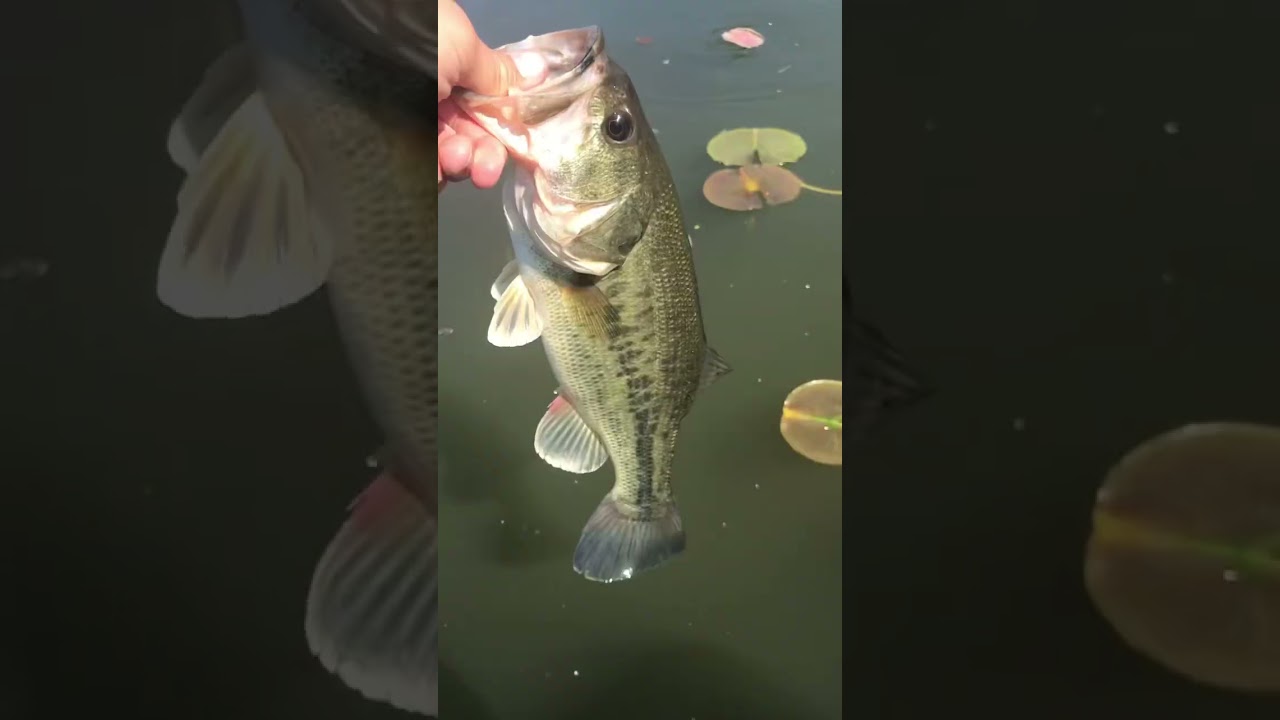 Releasing Bass into lily pads: Ohio Bass Fishing!
