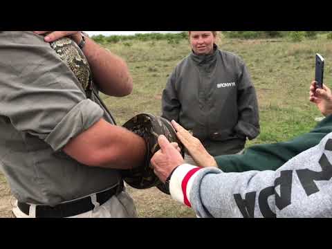 Rock Python Release