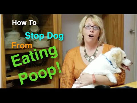poop eating stop dog