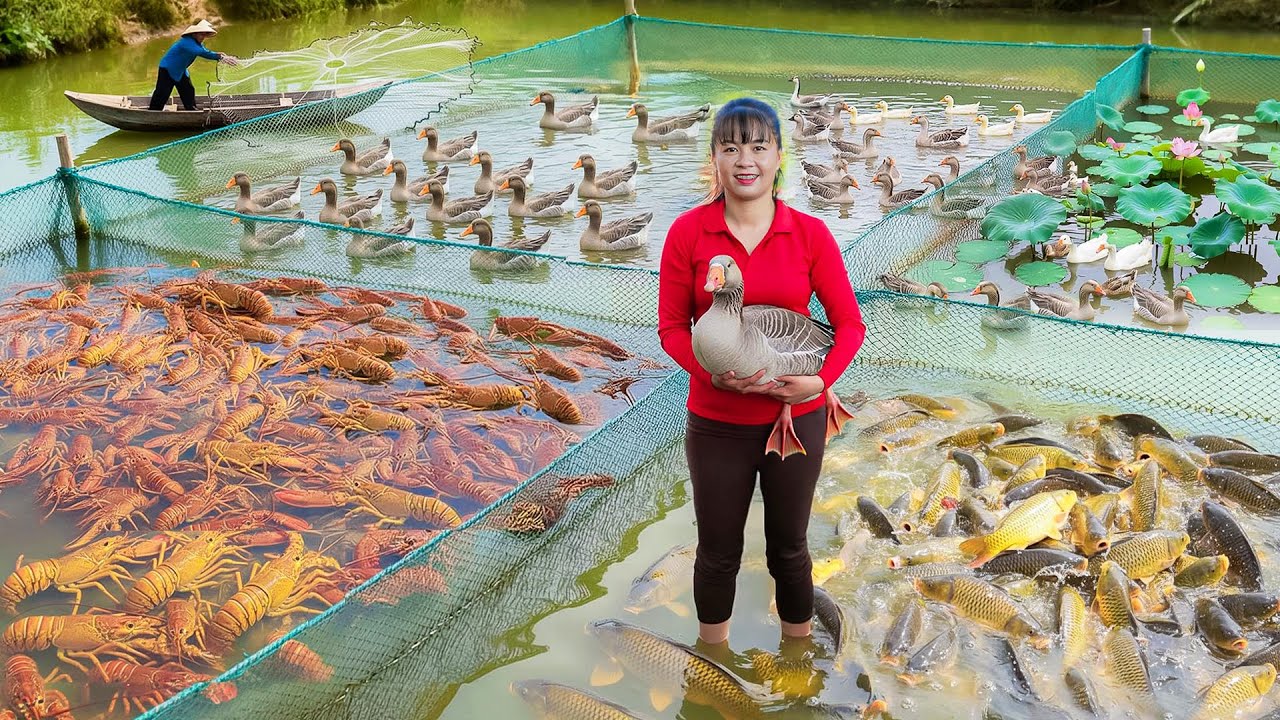 Buy 1000+ Giant Geese From Farmer After 4 Months, Use Truck Transport Many Geese Go To Market Sell