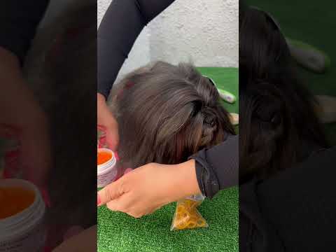 CÓMO PEINAR UN SHIH TZU hqdefault