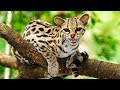 Flins  connaissezvous le margay   zapping sauvage