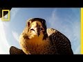 Birds of Prey in Crop Protection