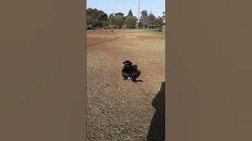 Lazy Dog Makes Younger Sibling Dog Fetch Ball