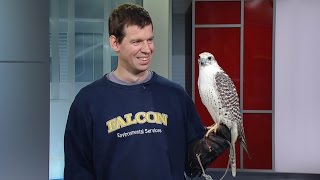 Juliet, the falcon, appears on new CBC show