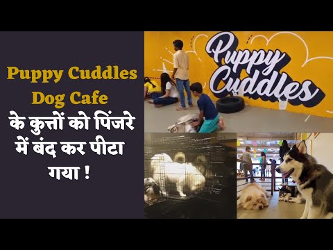 Pedigree Breeds Caged | Tortured | Bandra Dog Cafe | Cuddle Zone | MAWB | PETA