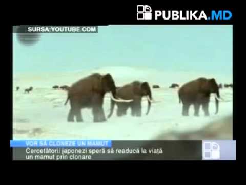 Video: Creatorul Clonării Câinilor Dorește Să Cloneze Mamut - Vedere Alternativă