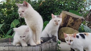 4️⃣CAT COW - STACY CAT -BILLI KARTI MEOW MEOW- kittens cats funniest - Animal Funny- VS 090