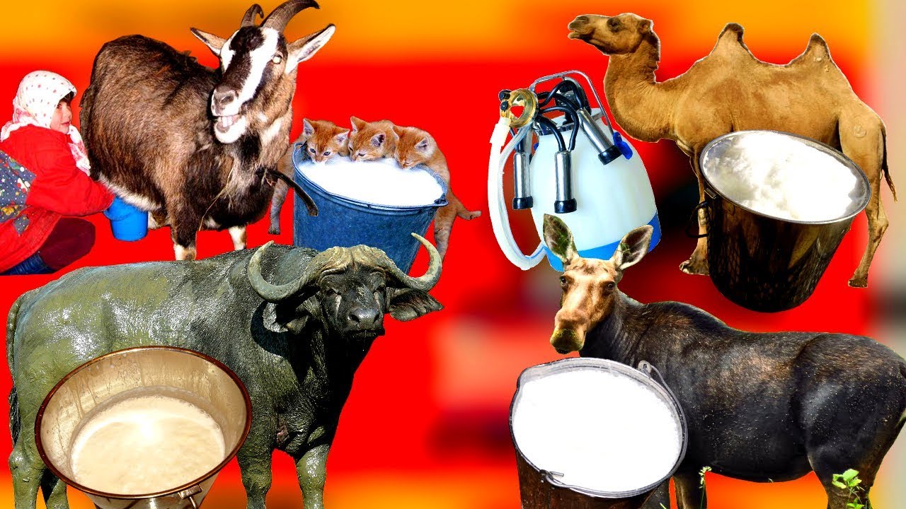 КАКОЕ МОЛОКО САМОЕ ПОЛЕЗНОЕ. ТОП 12 - YouTube