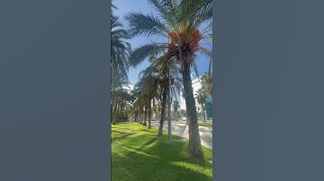 تلاوة هادئة تريح الأعصاب