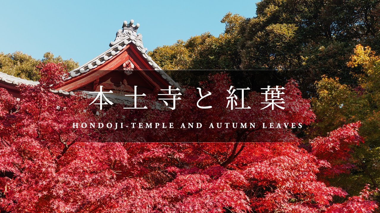 Vol.47 本土寺と紅葉 [ HONDOJI-TEMPLE AND AUTUMN LEAVES : Chiba Japan ]