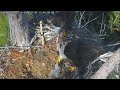 Captiva Eagle Cam 01.01.2024 10:40