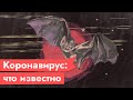 Что известно о коронавирусе сегодня / Максим Кац