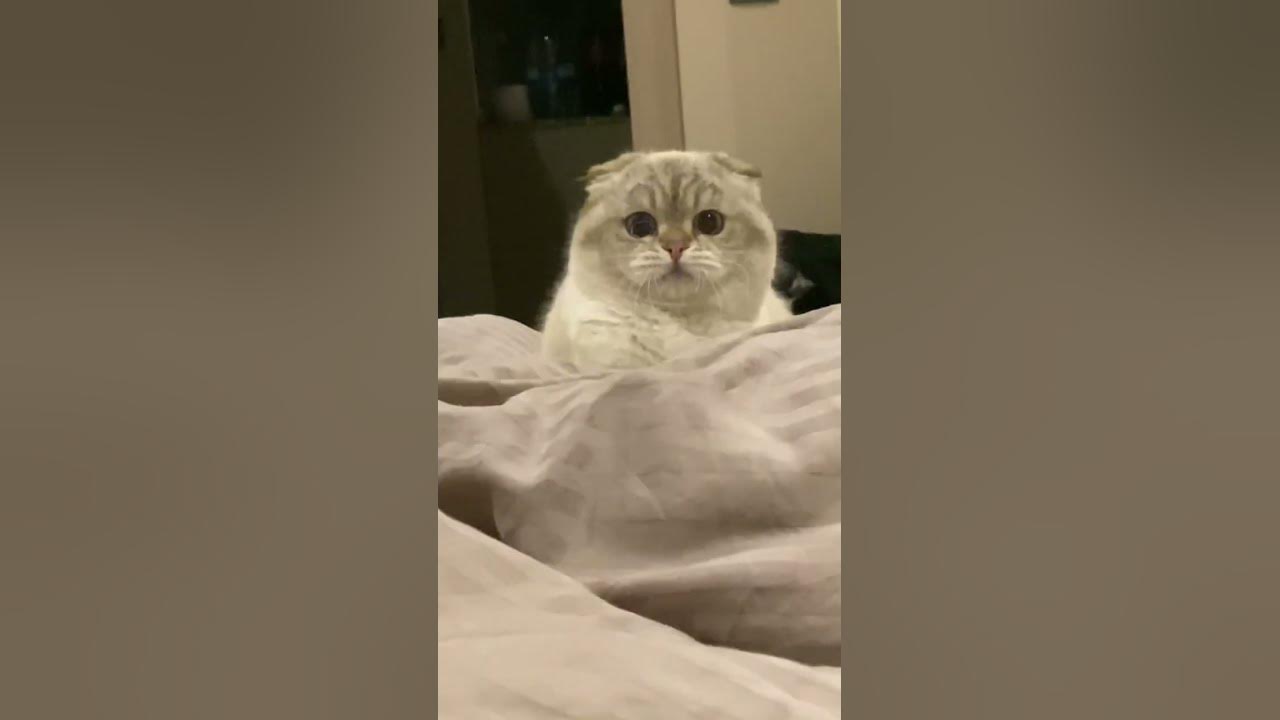 Разные Лелики 🤪 - YouTube