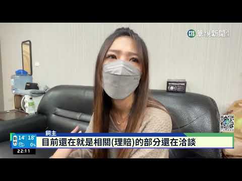 愛犬竄馬路釀車禍乘客傷　飼主有保險可理賠｜華視新聞 20230302