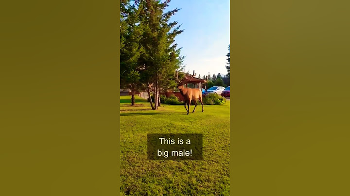 JASPER Surprise Elk ENCOUNTER One year ago #shorts