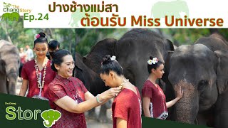 The Chang Story EP.24 ปางช้างแม่สา ต้อนรับMiss Universe l The Chang Channel