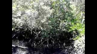 A plot of land in Ramisi Kinondo on the penisula good for a jetty 53