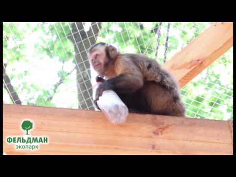 Бурые черноголовые капуцины Фельдман Экопарк/Feldman Ecopark’s tufted capuchins