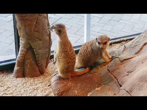 Latgales zoodarzs. Daugavpils.