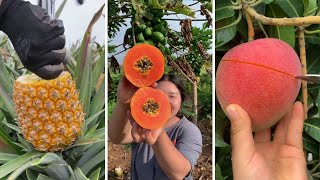 Farm Fresh Ninja Fruit Cutting | Oddly Satisfying Fruit Ninja #25