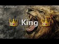 Lion Attitude WhatsApp Status 2019 New Attitude Status ...