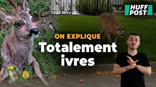 Au printemps, les chevreuils sont saouls et c’est normal