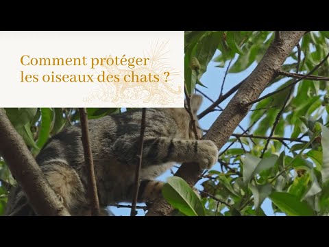 Vidéo: Protéger les oiseaux dans le jardin : comment empêcher les chats de tuer des oiseaux