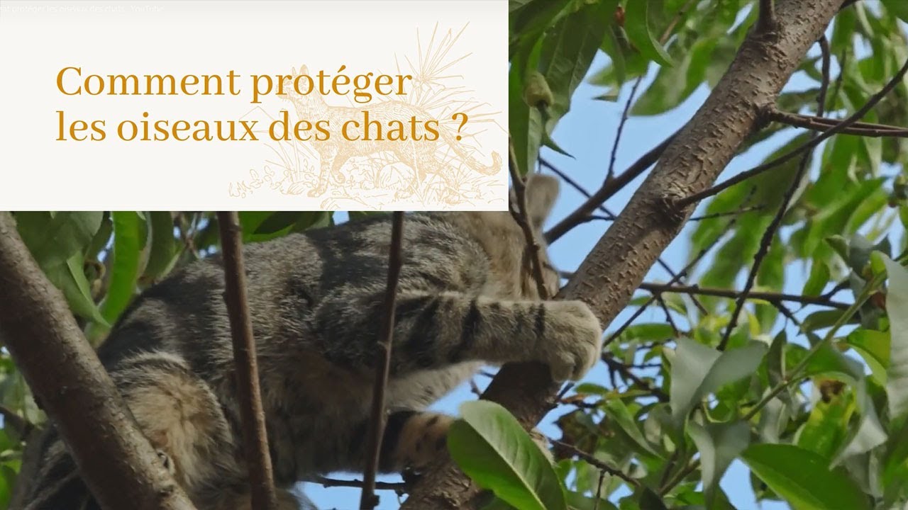 Comment Proteger Les Oiseaux Des Chats Ornithomedia Com
