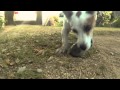 Everydaygopro slow motion dog