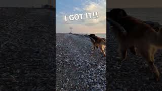 Hilarious Leonberger Tries to Carry Gigantic Stick