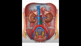 ANATOMIE FMPM ANATOMIE DE L'AORTE ABDOMINALE