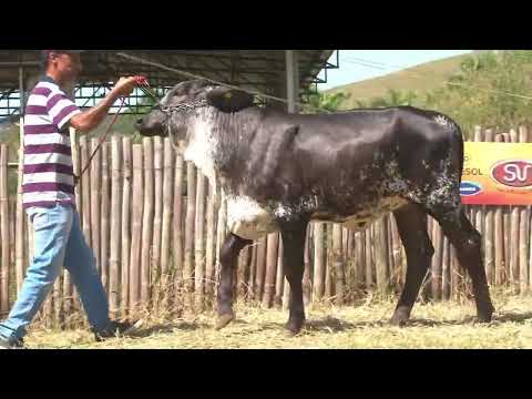 LOTE 36 -    SVW 0554   3º LEILÃO GIROLANDO SV E CONVIDADOS