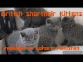 British Shorthair Kittens available in Lahore Pakistan の動画、YouTube動画。