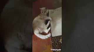 ИСТОРИЯ КОШЕК. МИЛОЕ ПОЗНАВАТЕЛЬНОЕ ВИДЕО С КОТИКАМИ #котики #коты #кошки #cat #kitten #cats